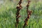 Anacamptis collina